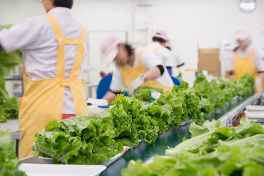 加工場では流れ作業で野菜が選果、包装されます。